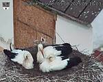 Capi_Dubne_20250805_091003.jpg