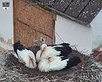 Capi_Dubne_20250805_091502.jpg