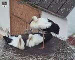 Capi_Dubne_20250805_092503.jpg