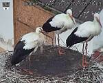 Capi_Dubne_20250805_093003.jpg