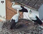 Capi_Dubne_20250805_124503.jpg