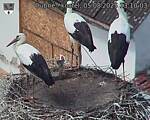 Capi_Dubne_20250805_131003.jpg