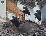 Capi_Dubne_20250805_131503.jpg