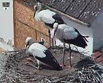 Capi_Dubne_20250805_132003.jpg