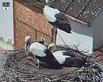 Capi_Dubne_20250805_132502.jpg