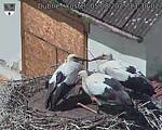 Capi_Dubne_20250805_133002.jpg
