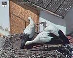 Capi_Dubne_20250805_133503.jpg