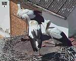 Capi_Dubne_20250805_134003.jpg