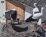 Capi_Dubne_20250805_135503.jpg