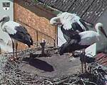 Capi_Dubne_20250805_140002.jpg