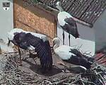 Capi_Dubne_20250805_140503.jpg