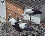 Capi_Dubne_20250805_141003.jpg