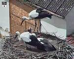 Capi_Dubne_20250805_141502.jpg
