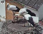 Capi_Dubne_20250805_142003.jpg