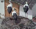 Capi_Dubne_20250805_143504.jpg