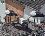 Capi_Dubne_20250805_144502.jpg