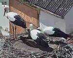 Capi_Dubne_20250805_145002.jpg