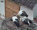 Capi_Dubne_20250805_150002.jpg