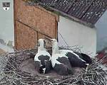 Capi_Dubne_20250805_151503.jpg