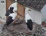 Capi_Dubne_20250805_154002.jpg
