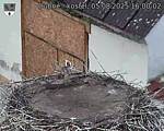 Capi_Dubne_20250805_160002.jpg