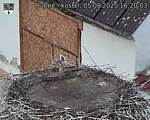 Capi_Dubne_20250805_162003.jpg
