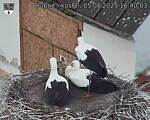 Capi_Dubne_20250805_164003.jpg