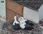Capi_Dubne_20250805_164502.jpg