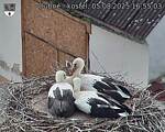 Capi_Dubne_20250805_165503.jpg
