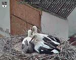 Capi_Dubne_20250805_170002.jpg