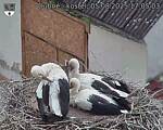 Capi_Dubne_20250805_170503.jpg