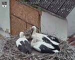 Capi_Dubne_20250805_171003.jpg