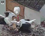 Capi_Dubne_20250805_173002.jpg