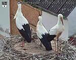 Capi_Dubne_20250805_174502.jpg
