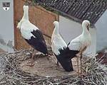 Capi_Dubne_20250805_175003.jpg