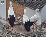 Capi_Dubne_20250805_175503.jpg