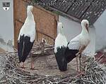 Capi_Dubne_20250805_180002.jpg