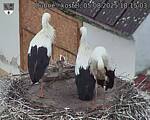 Capi_Dubne_20250805_181503.jpg