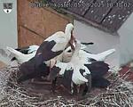 Capi_Dubne_20250805_183002.jpg