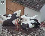 Capi_Dubne_20250805_183503.jpg