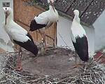 Capi_Dubne_20250805_184503.jpg