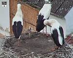 Capi_Dubne_20250805_191003.jpg