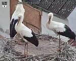 Capi_Dubne_20250805_193002.jpg