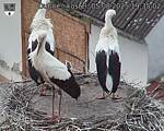 Capi_Dubne_20250805_193502.jpg