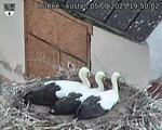 Capi_Dubne_20250805_195002.jpg