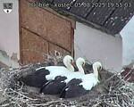 Capi_Dubne_20250805_195503.jpg