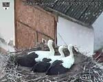 Capi_Dubne_20250805_200002.jpg