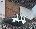 Capi_Dubne_20250805_200503.jpg