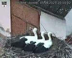 Capi_Dubne_20250805_201002.jpg