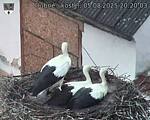 Capi_Dubne_20250805_202003.jpg